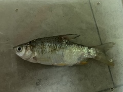 Barbonymus gonionotus