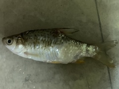 Barbonymus gonionotus