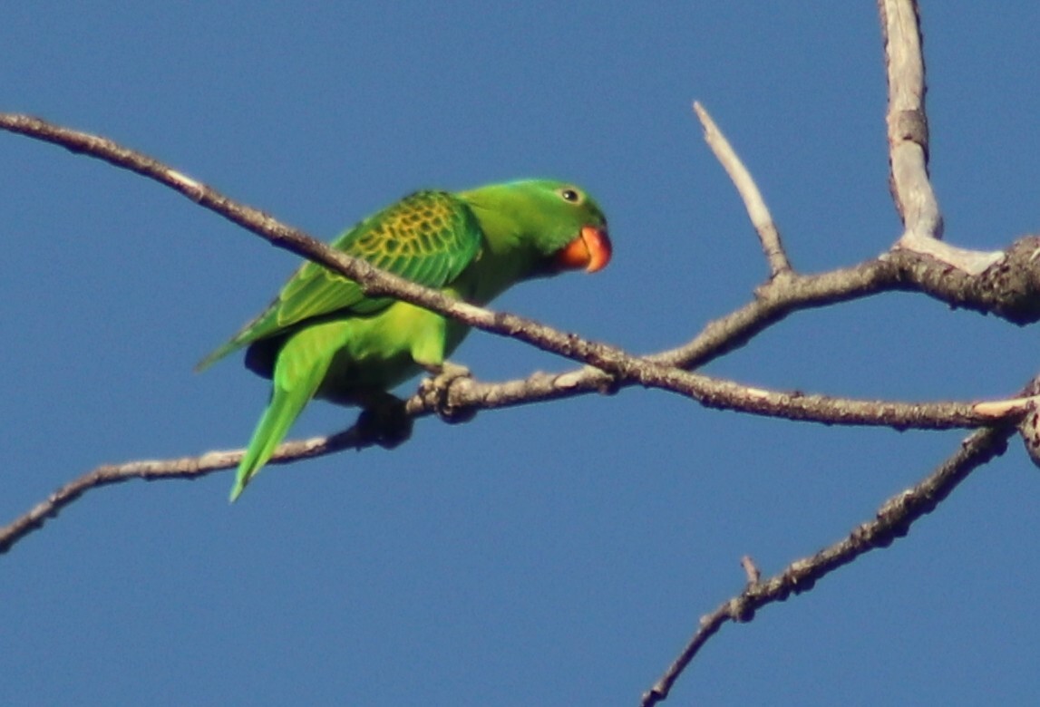Blue-naped Parrot (Tanygnathus lucionensis), photo 3