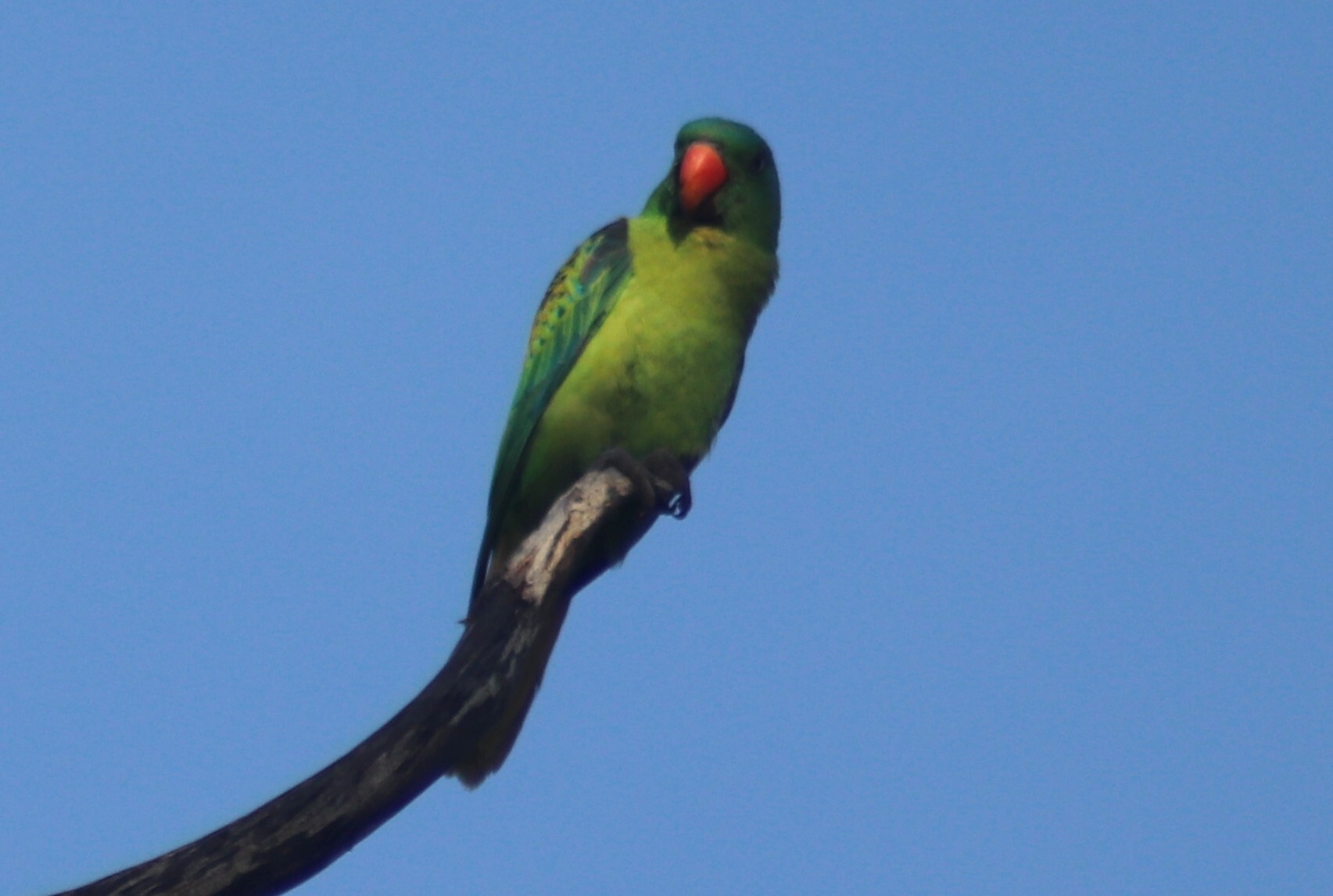 Blue-naped Parrot (Tanygnathus lucionensis), photo 6