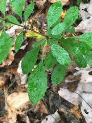 Berberis canadensis