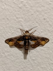 Eutelia chrysotermina