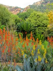 Encephalartos transvenosus