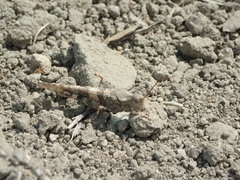 Trimerotropis pallidipennis