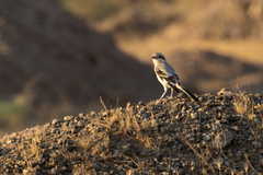 Lanius excubitor pallidirostris