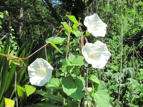 Shortstalk false bindweed (Calystegia silvatica)