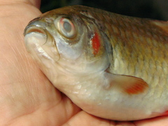 Systomus orphoides
