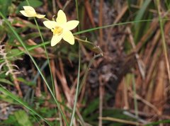 Spathoglottis pubescens