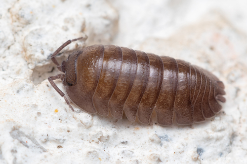 Armadillidium pallasii
