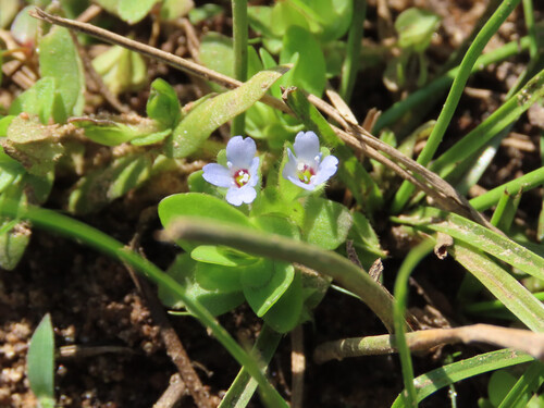 Bacopa salzmannii