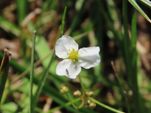 Helanthium tenellum, photograph 5