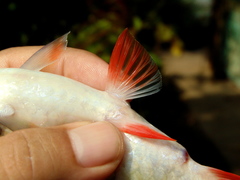 Systomus orphoides