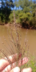 Leptochloa