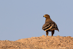 Aquila nipalensis
