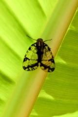 Nogodinidae