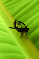 Nogodinidae