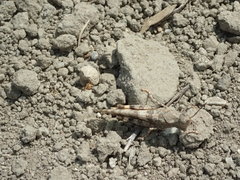Trimerotropis pallidipennis
