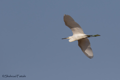 Egretta garzetta