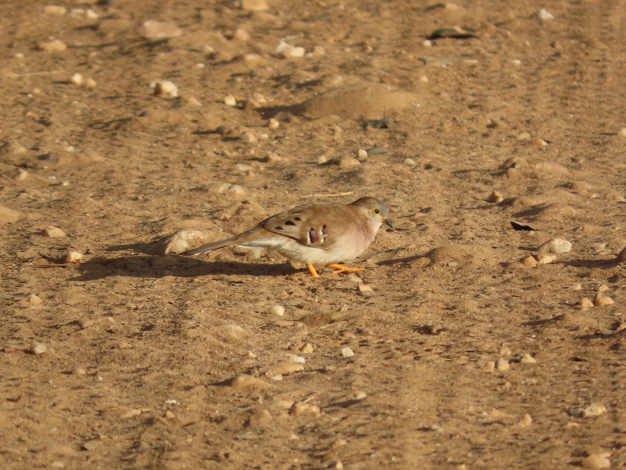 Long-tailed Ground Dove (Uropelia campestris), photo 2