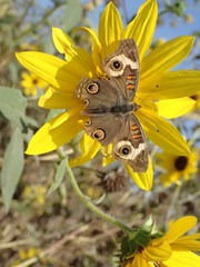Junonia grisea