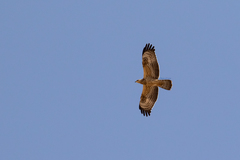 Pernis apivorus