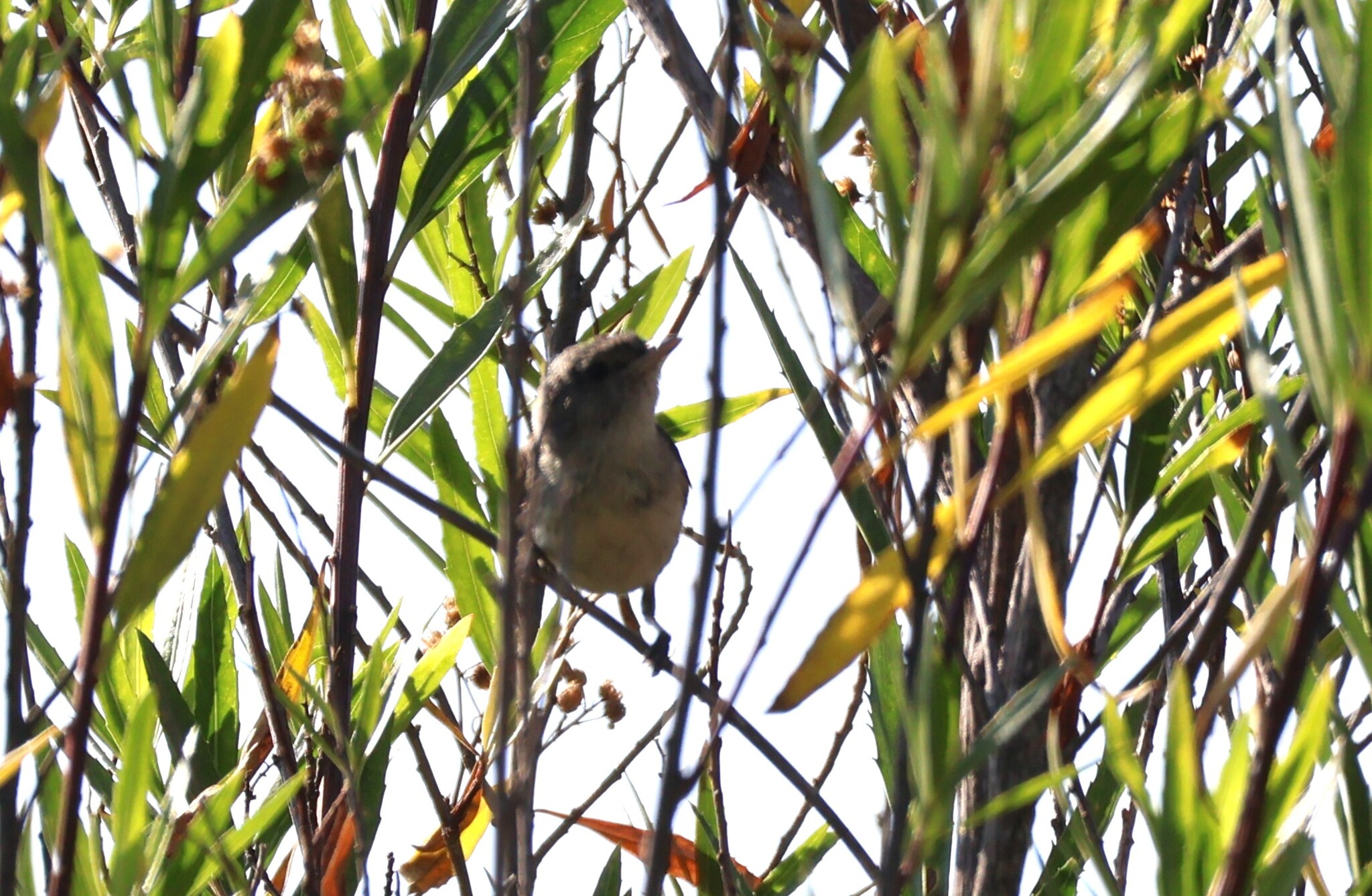 Bell's Vireo (Vireo bellii)