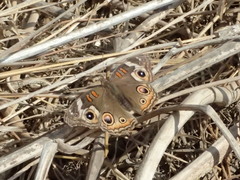 Junonia grisea