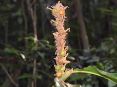 Alpinia stachyodes