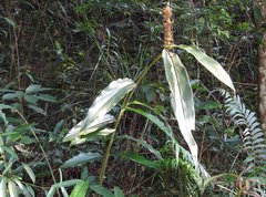 Alpinia stachyodes