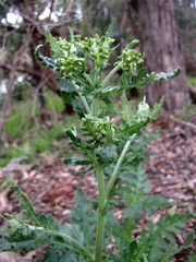 Senecio glomeratus