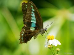 Graphium sarpedon