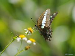 Graphium sarpedon
