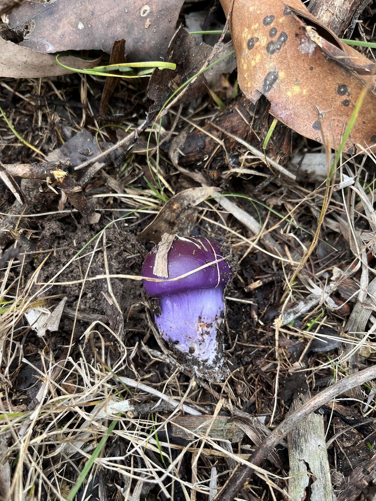Cortinarius archeri · June 2025 · photo: © c_knut_lord (iNaturalist, cc-by)