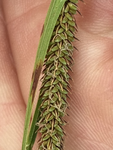 Carex haydenii, photograph 4