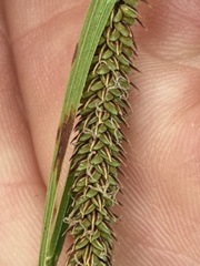 Carex haydenii, photograph (c) naturalist charlie, some rights reserved (CC BY)
