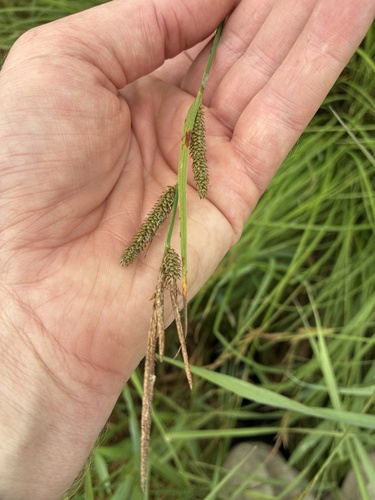 Carex haydenii, photograph 5