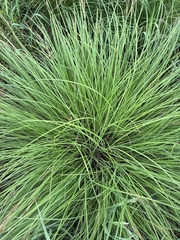 Carex haydenii, photograph (c) naturalist charlie, some rights reserved (CC BY)