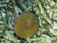 Fungia fungites