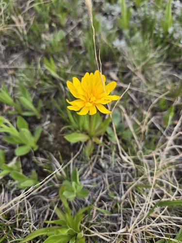 Black Hairy False-dandelion (Nothocalais nigrescens)