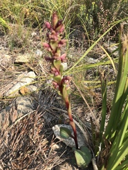 Satyrium lupulinum