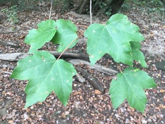 Acer rubrum rubrum