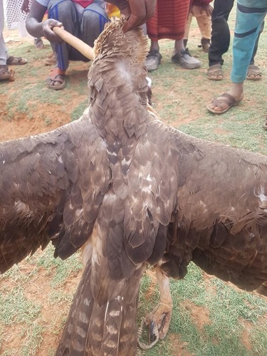 Wahlberg's Eagle