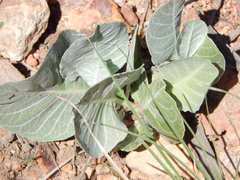 Asclepias nummularia