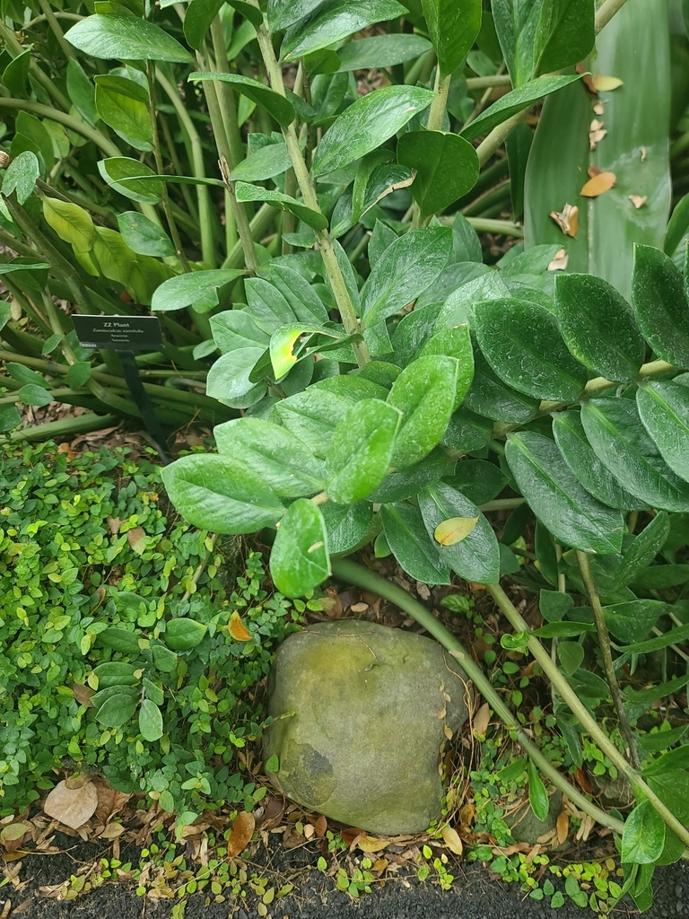 Zamioculcas zamiifolia