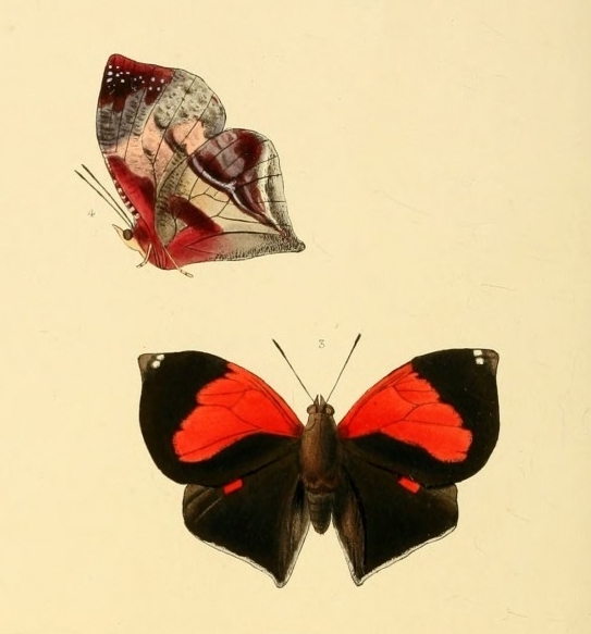Red-patched Leafwing