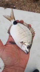 Diplodus holbrookii