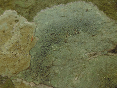 Lecanora subimmergens