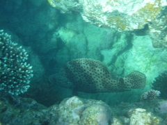 Chromileptes altivelis