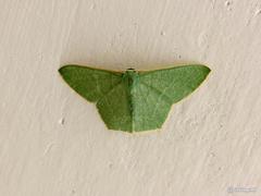 Pelagodes antiquadraria