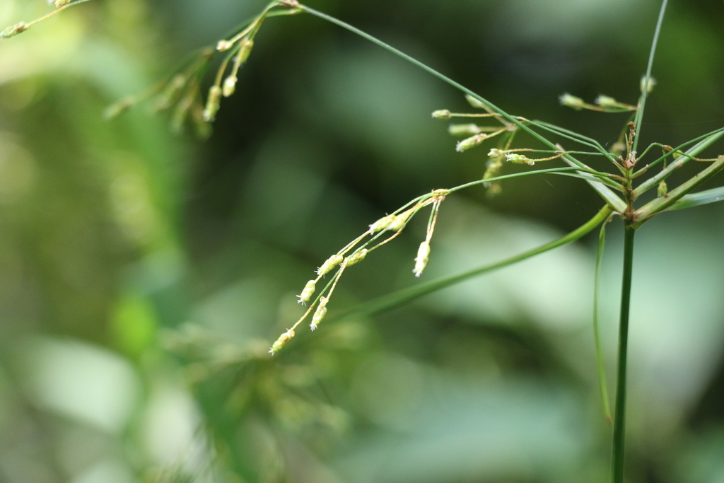 spreading bulrush